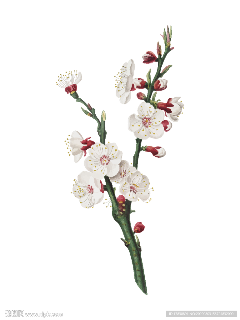梅花桃花插画素材