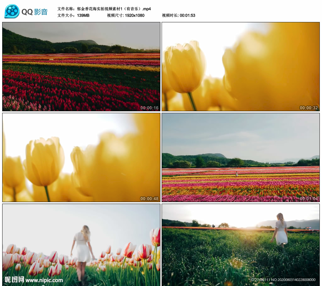 郁金香花海 航拍实拍视频素材