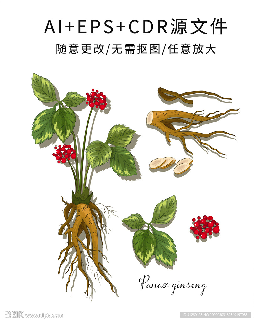 矢量手绘卡通中药人参
