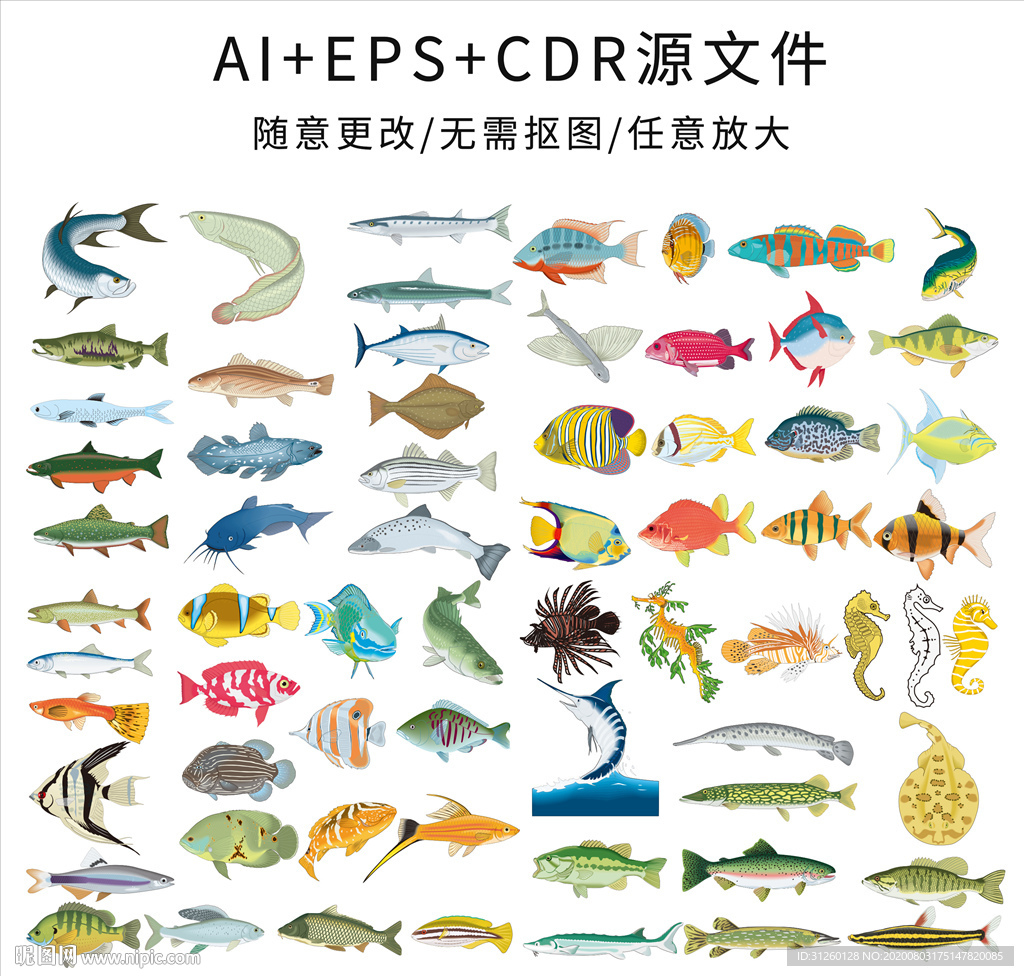 多姿多彩海洋鱼类图片素材-编号08081361-图行天下