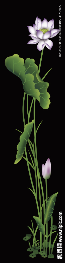 荷花