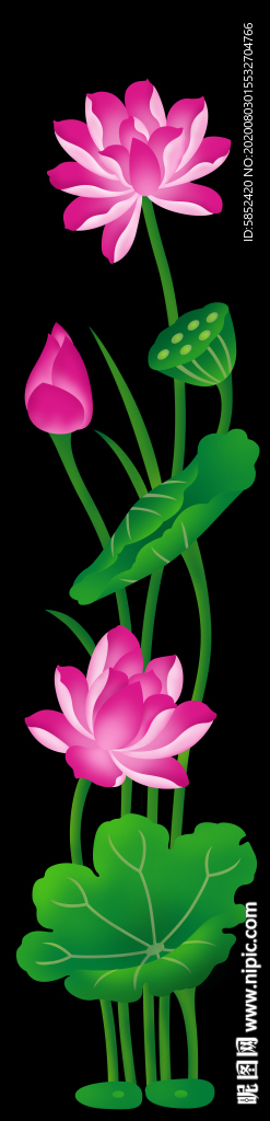 荷花