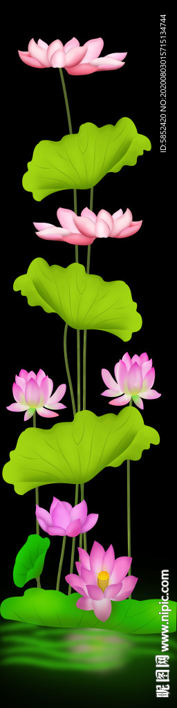 荷花