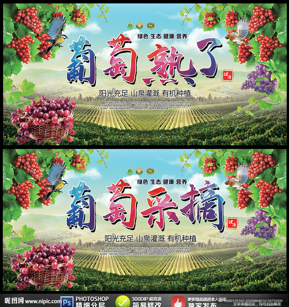 葡萄熟了葡萄采摘展板海报