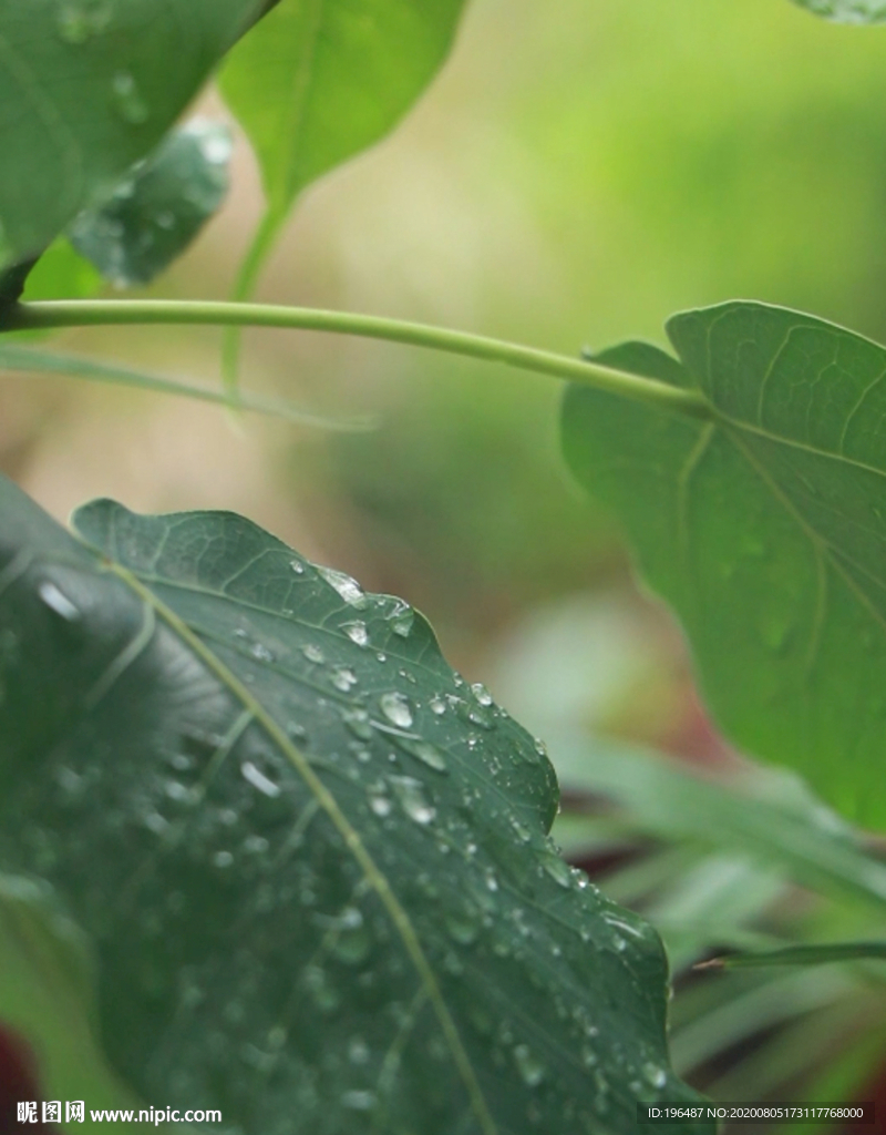 高清雨点打在菩提树叶上的视频