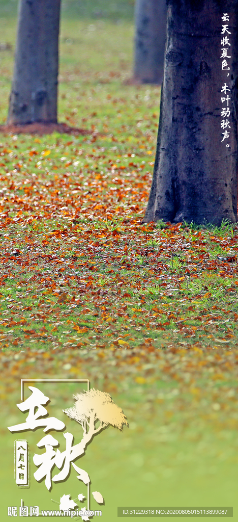 节气海报立秋落叶草地摄影照片