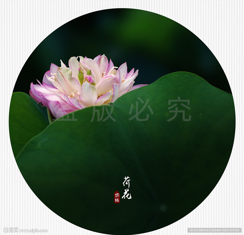 荷花