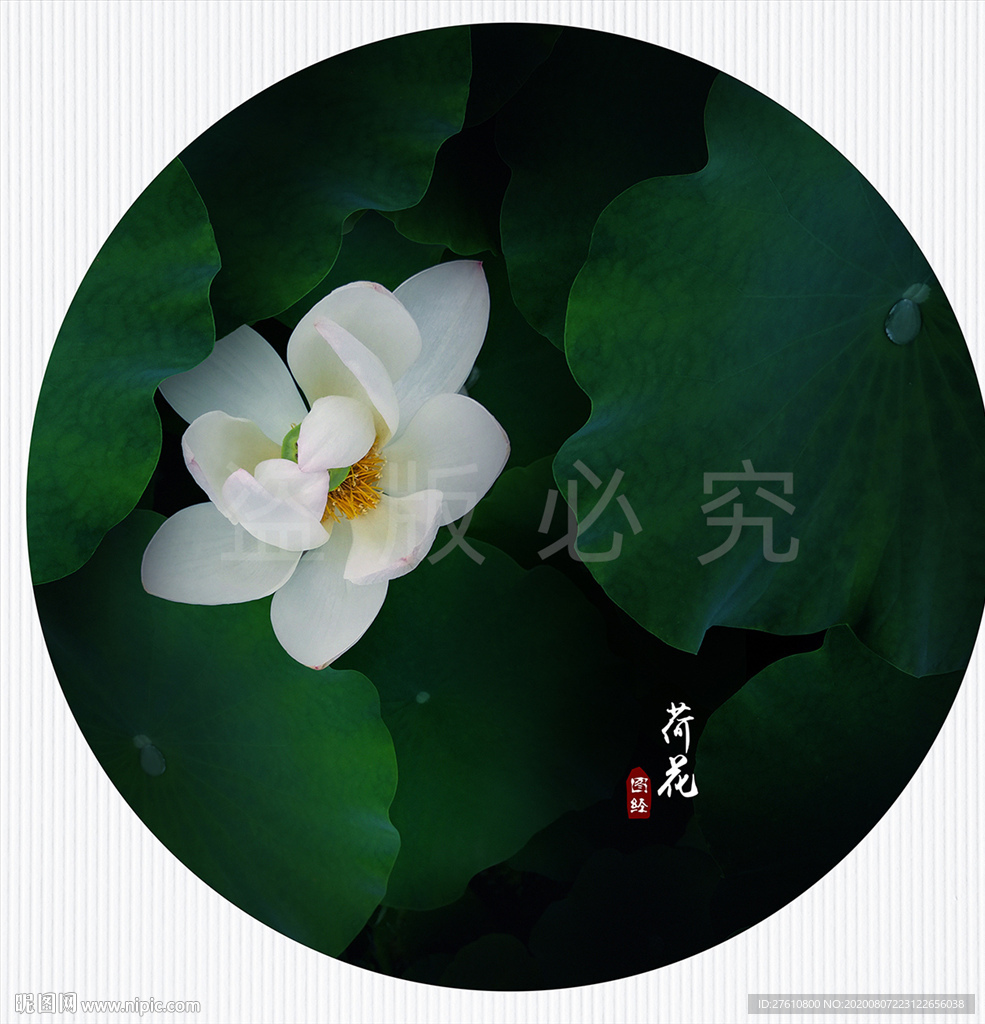 荷花