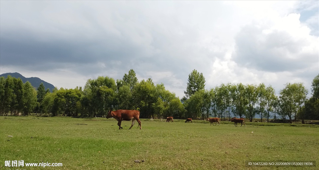 高清实拍草场上走过的一只牛