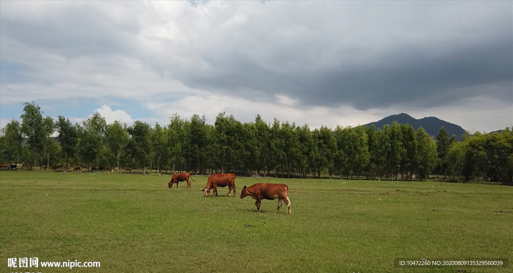 高清实拍草原上走过的牛儿