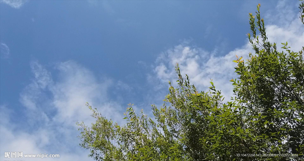 实拍蓝天天空，风吹树叶摇动
