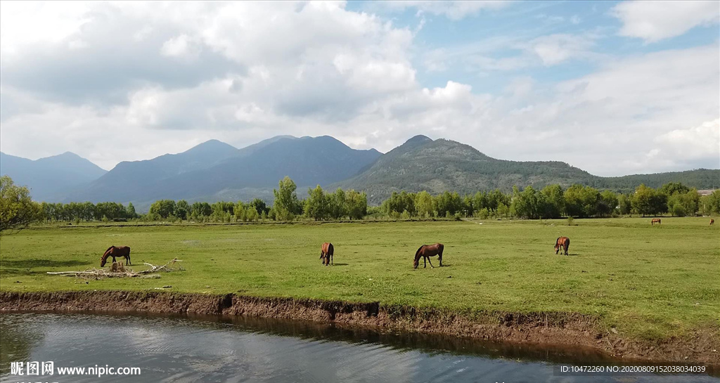 拉市海草场上的滇马，河边吃草
