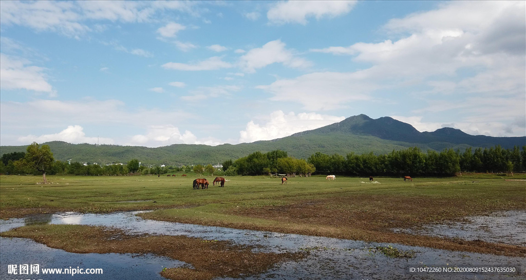 4K马场湿地草原，马儿吃草场