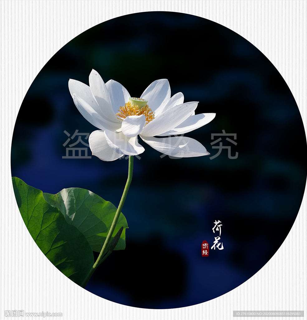 荷花