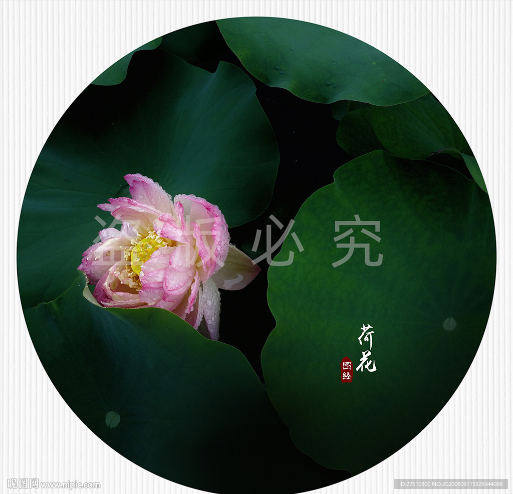 荷花