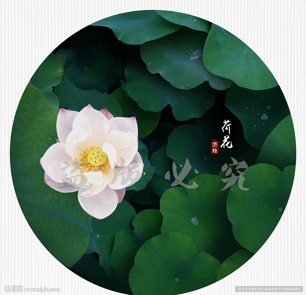 荷花