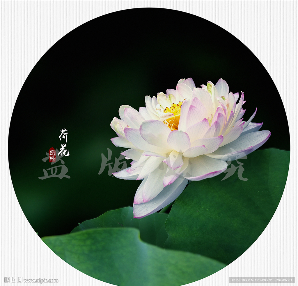 荷花