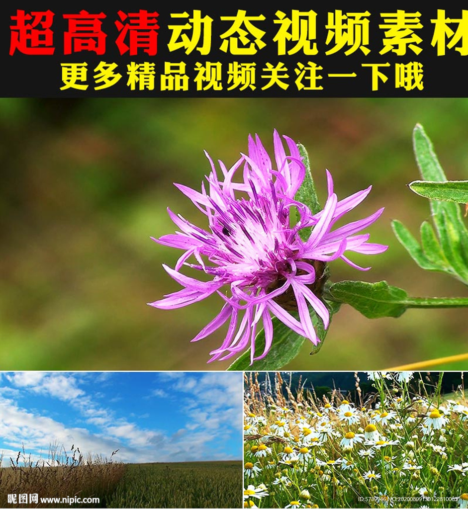 小清新绿叶阳光鲜花盛开春天视频