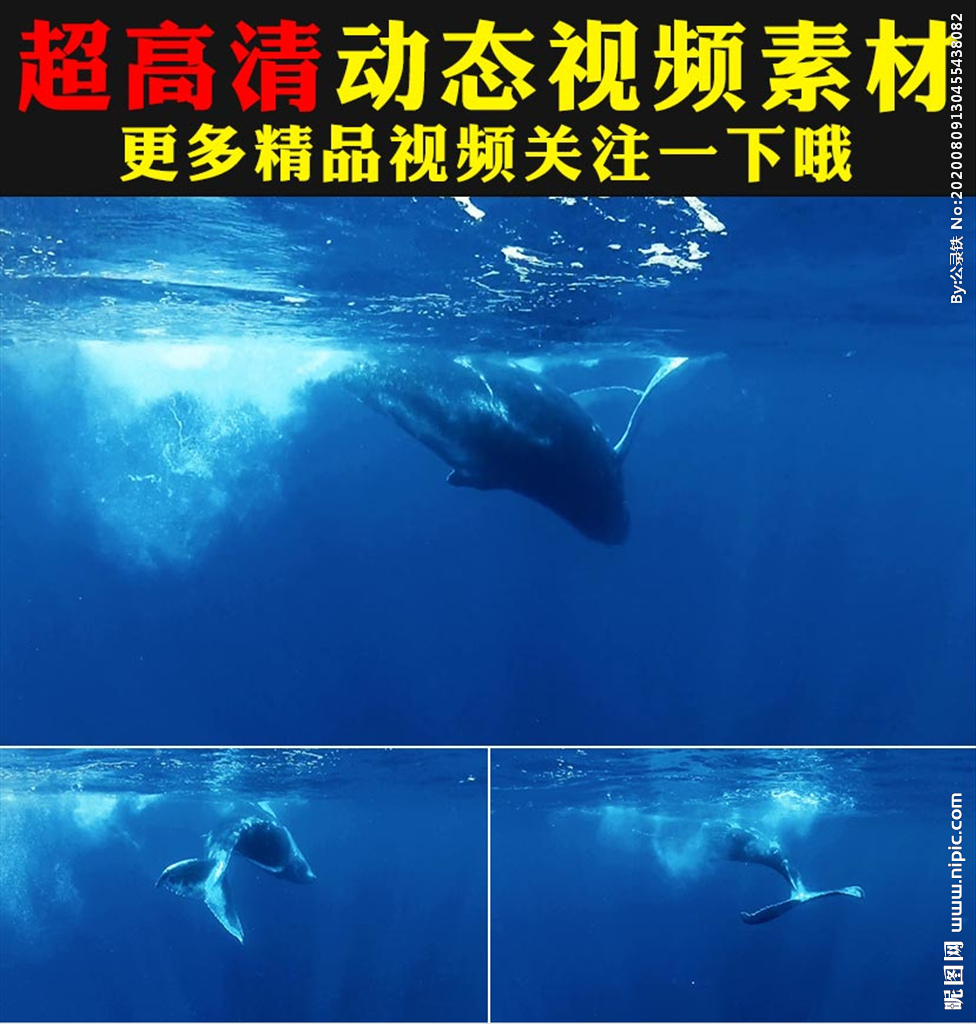 蓝色海底世界大鲸鱼游动视频