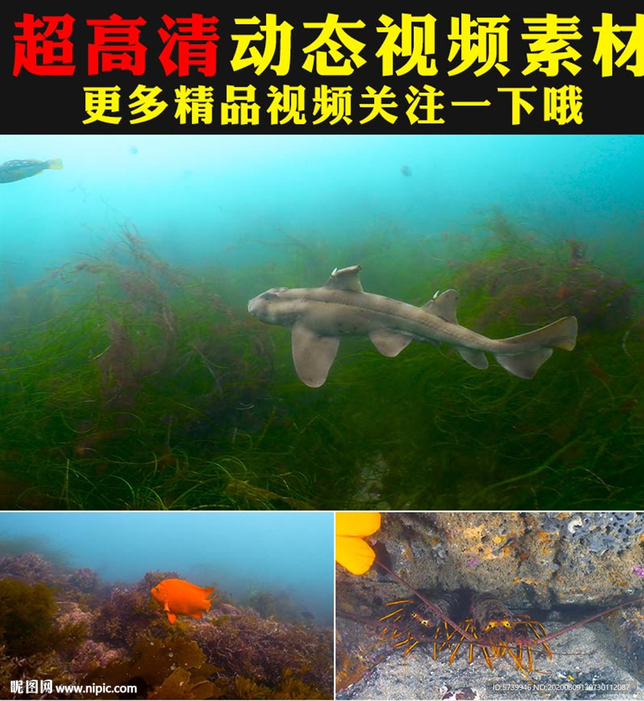 海底世界鱼群海藻海洋生物视频