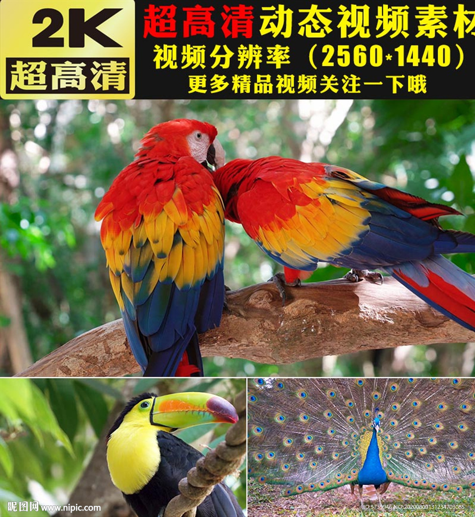 唯美小鸟鹦鹉孔雀开屏鸟类视频