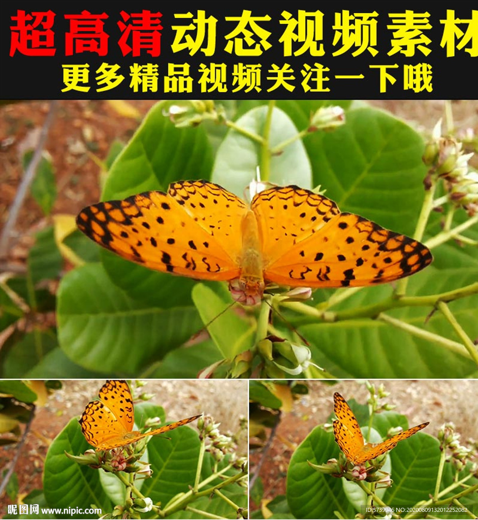 实拍蝴蝶采花粉鲜花盛开春天视频