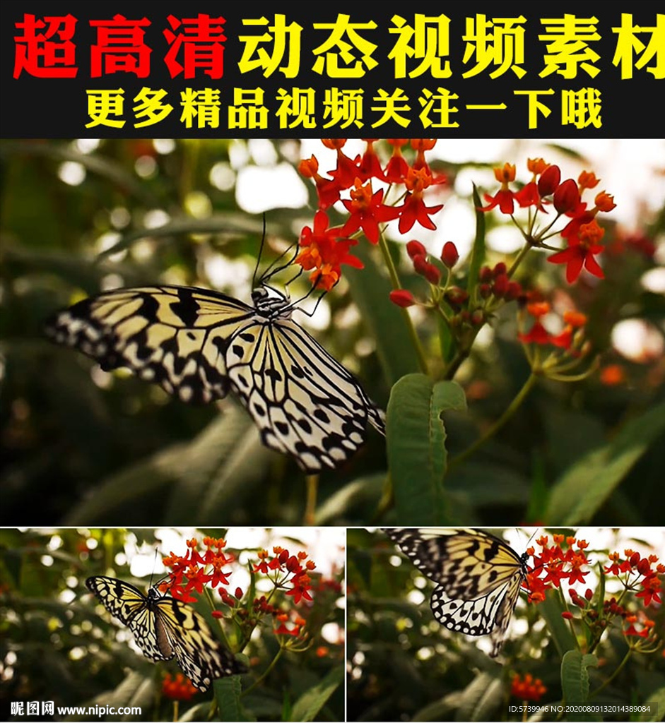 实拍蝴蝶采花粉鲜花盛开春天视频