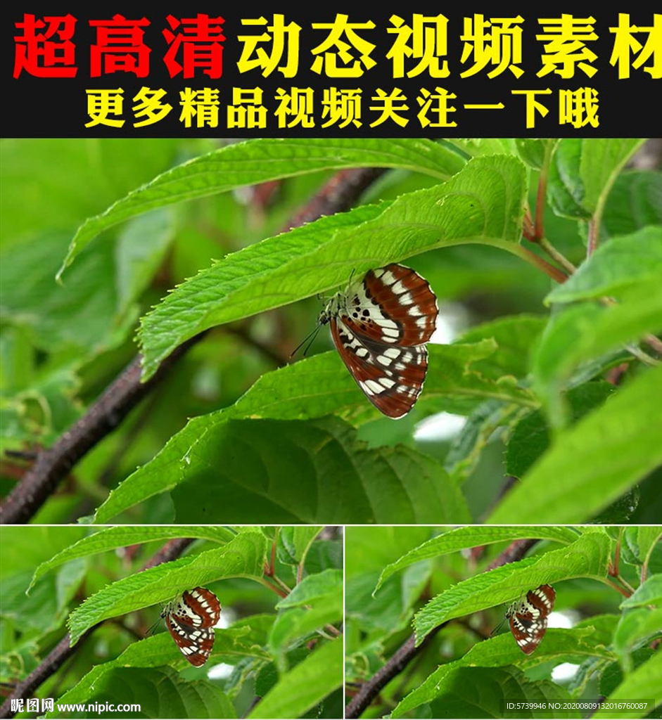 实拍蝴蝶采花粉鲜花盛开春天视频