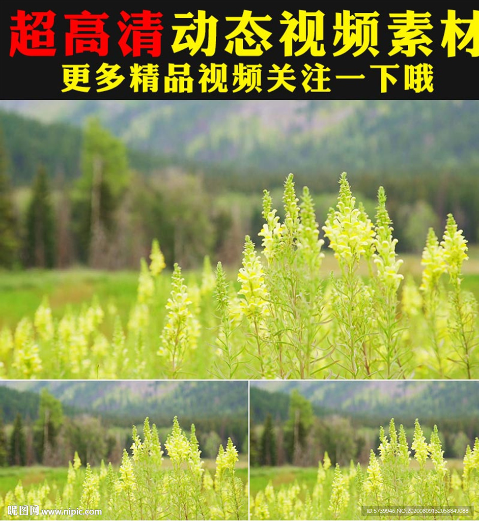 小清新绿叶阳光森林树叶光晕视频