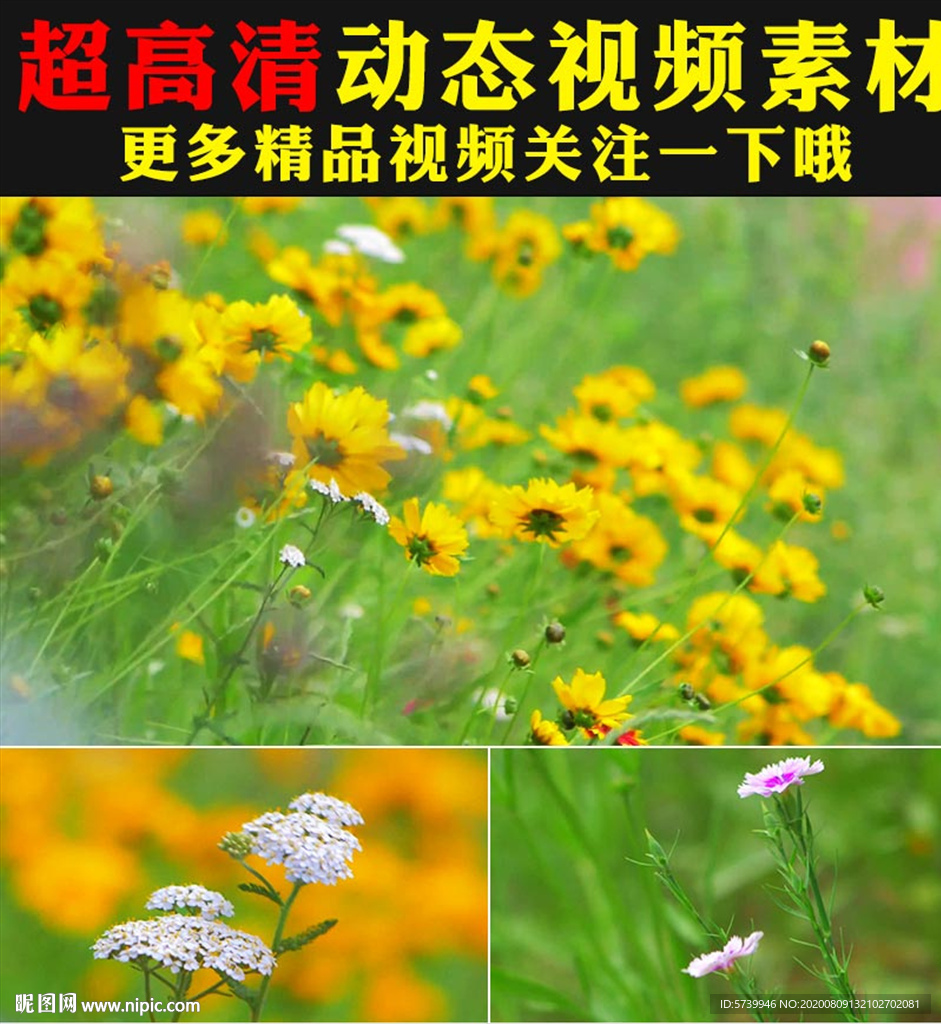 春天草地小草鲜花绽放实拍视频
