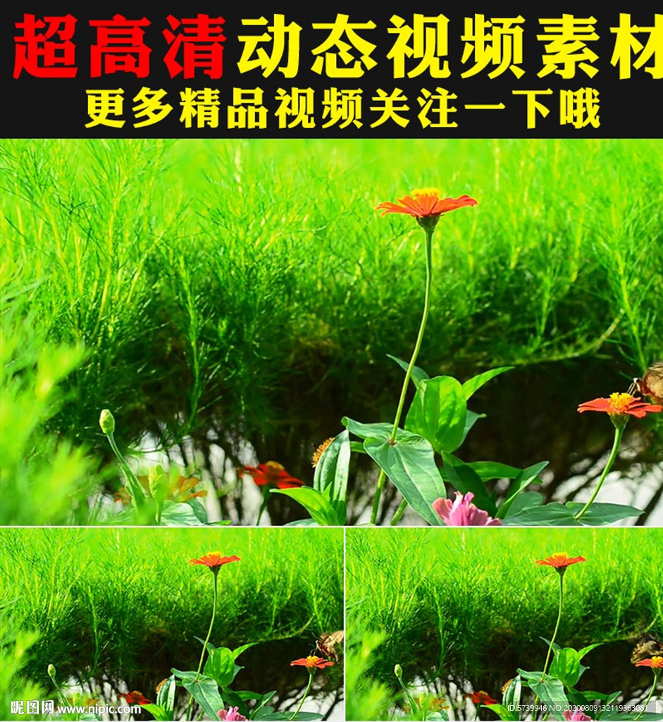 实拍蝴蝶与花鲜花盛开视频