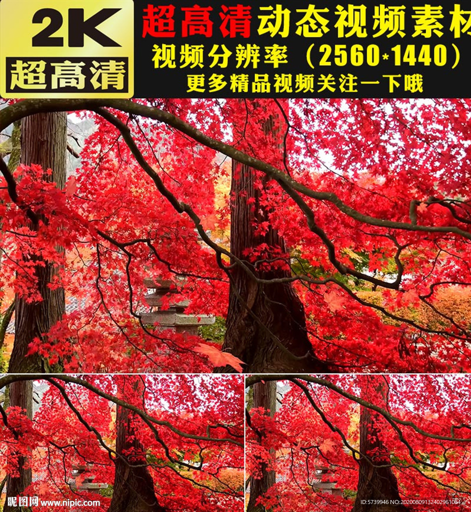 小清新枫叶实拍枫树林金秋视频