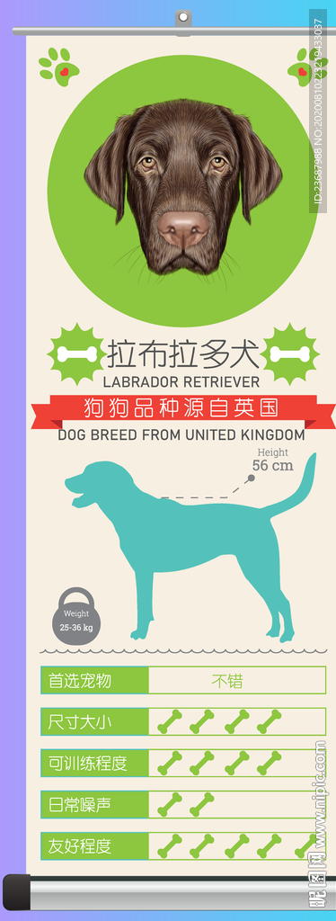 拉布拉多犬