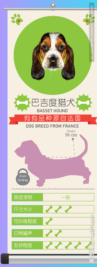 巴吉度猎犬简介