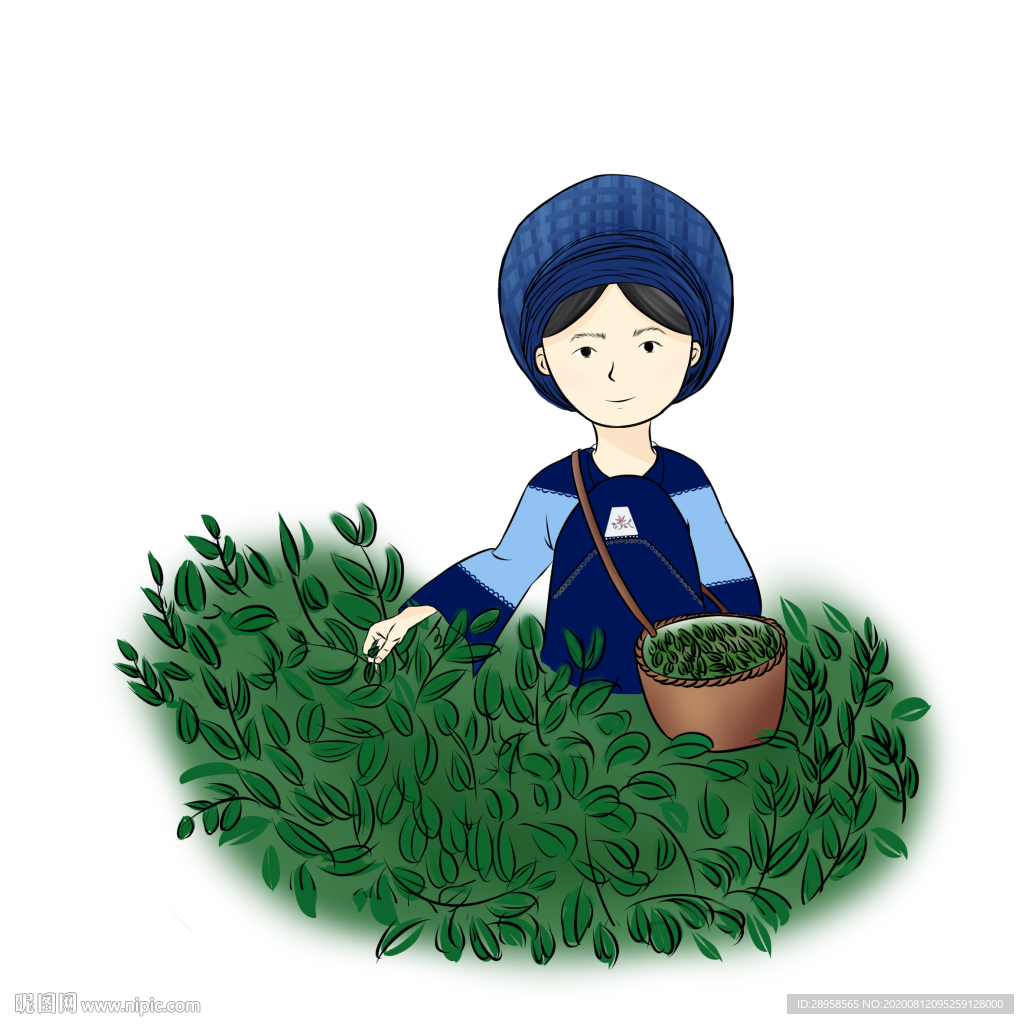 摘茶叶