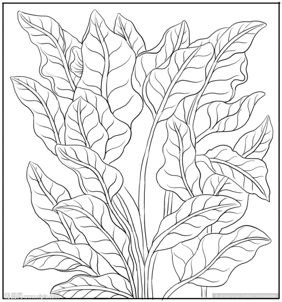 草本植物