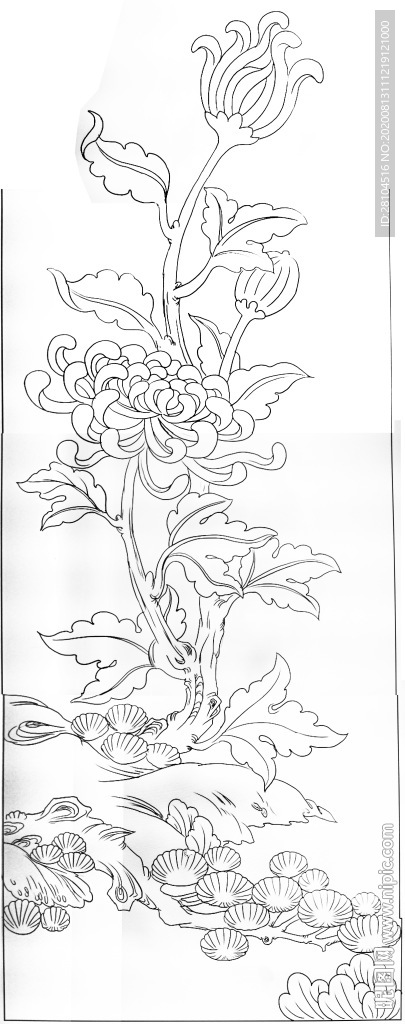 菊花