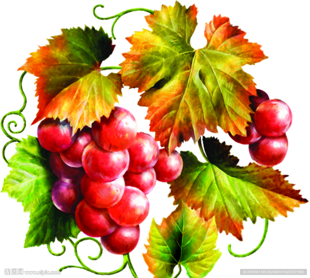 葡萄 彩色