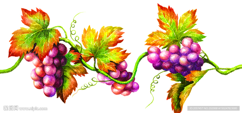 葡萄 彩色