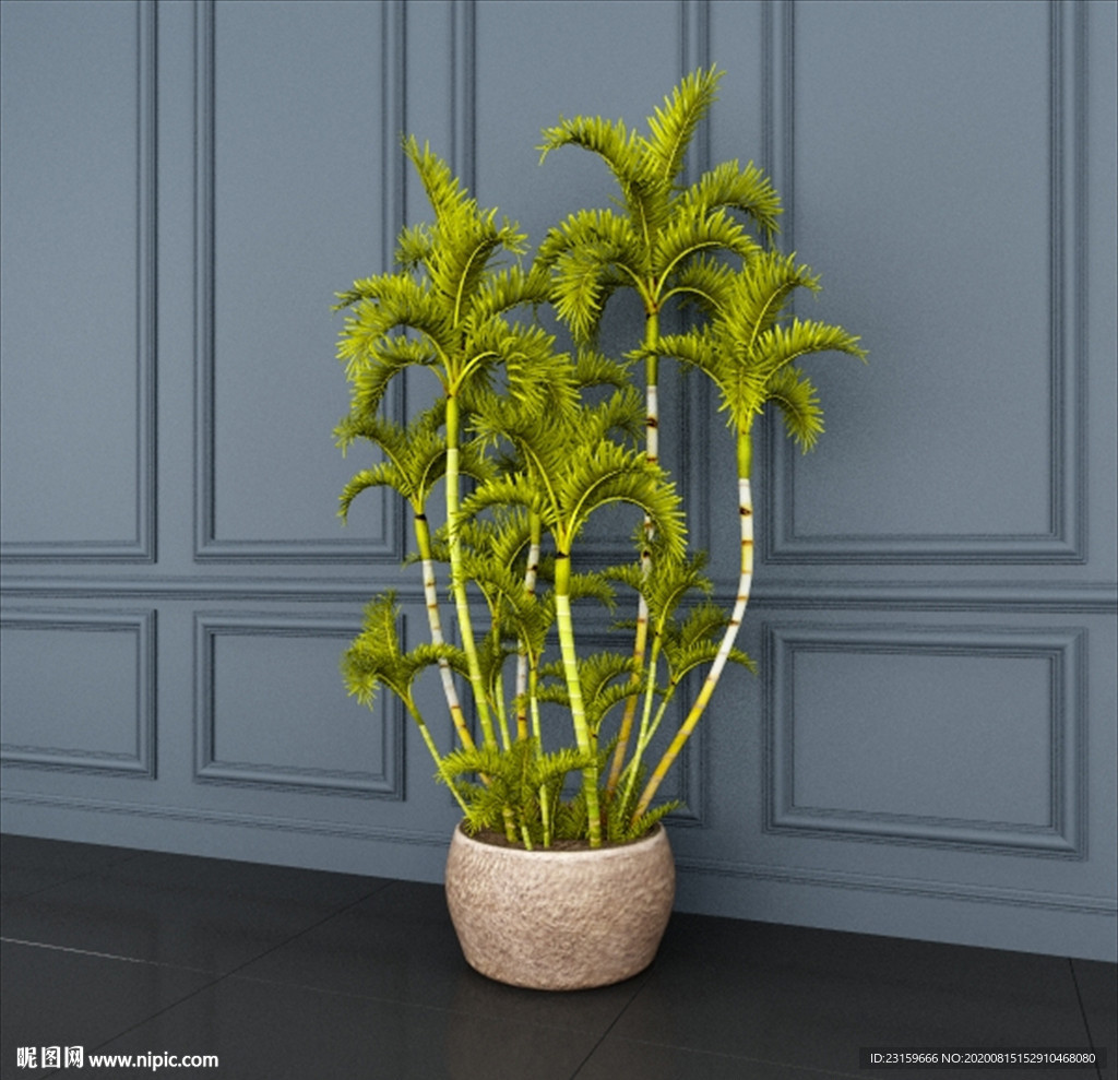 观赏性绿植王棕大王椰子