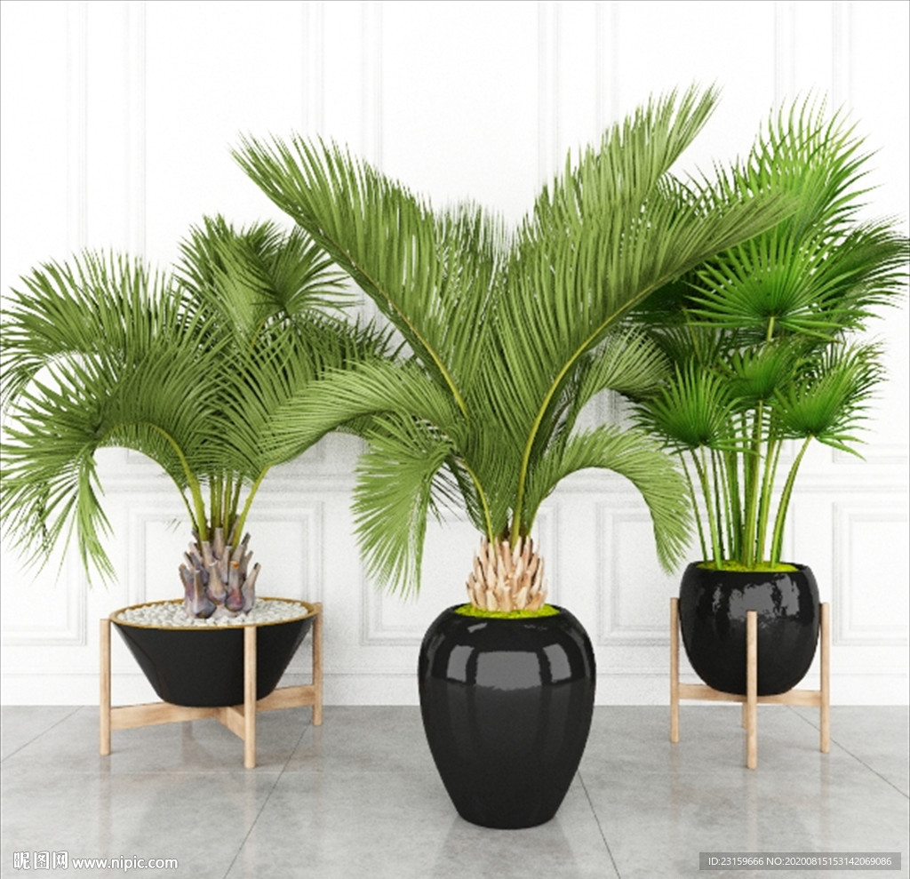 三盆热带观赏性植物