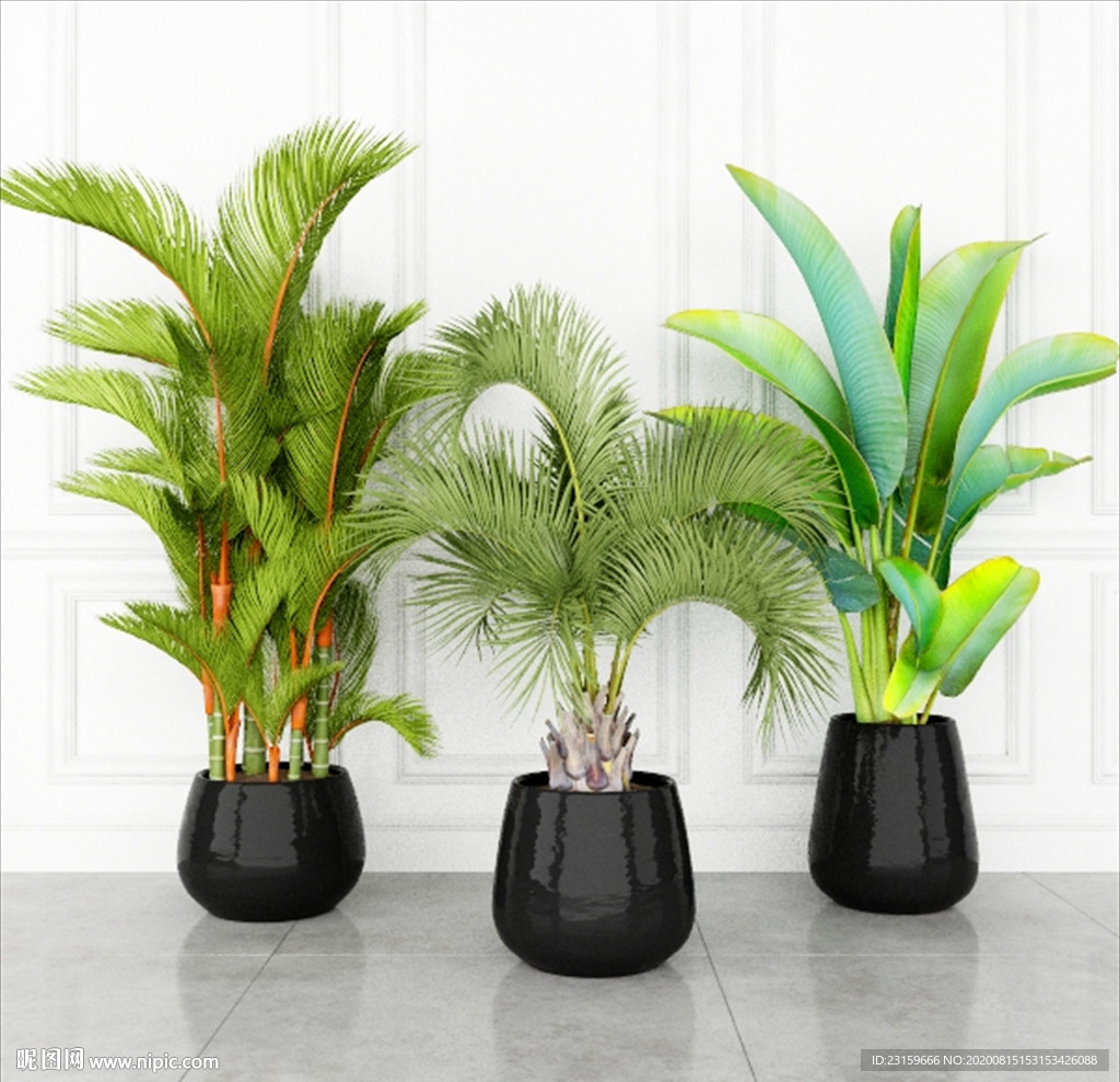 三种观赏性热带植物