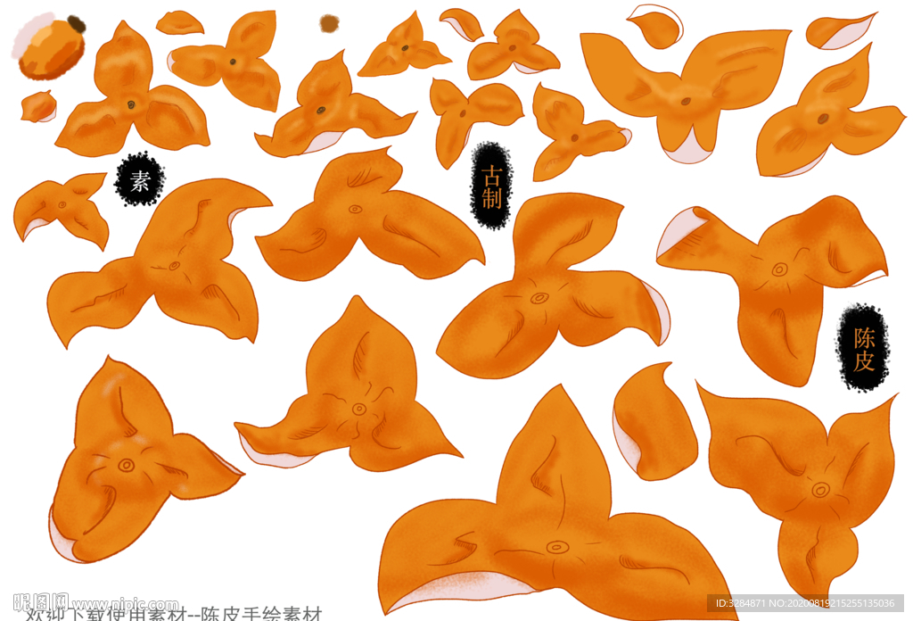 陈皮手绘素材