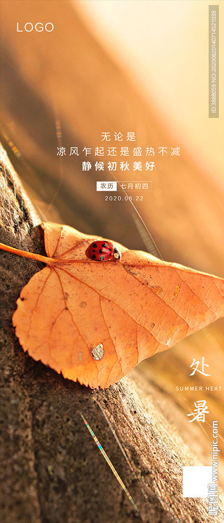 秋天落叶 节气海报
