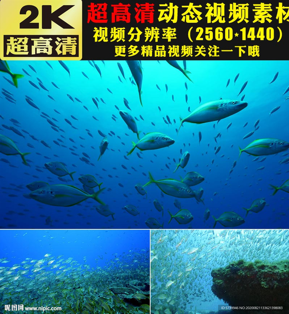 海底世界鱼群海藻海洋生物视频