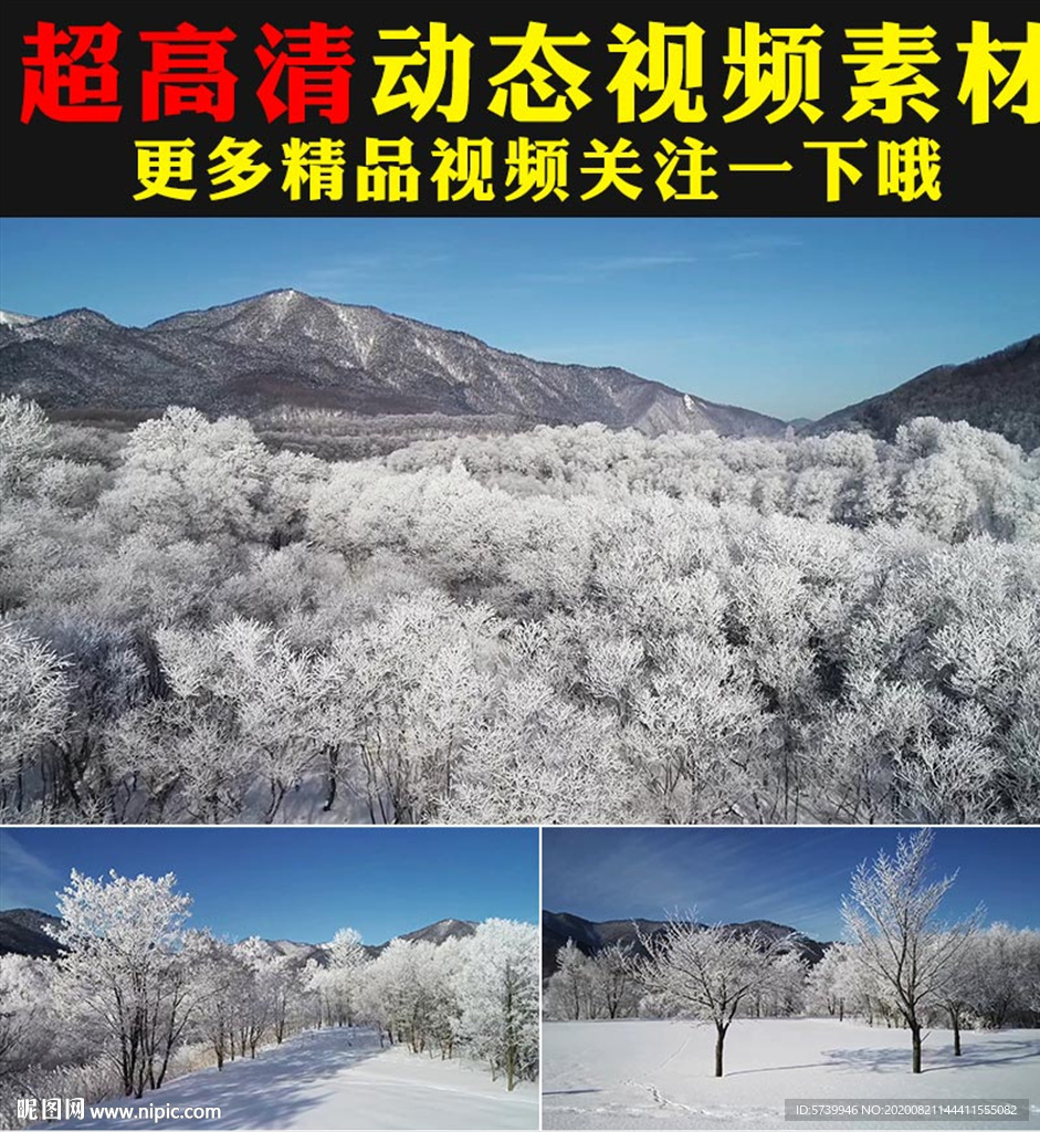 冬天雪景雪松下雪雪林雪山视频