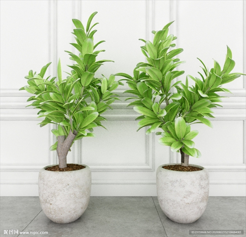 两棵观赏性绿色植物