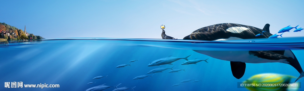 鲸鱼浮现