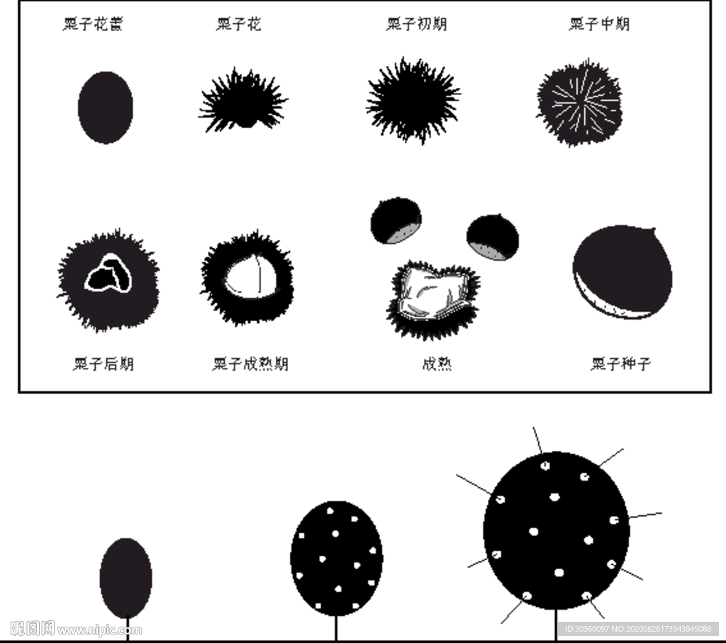 栗子成熟过程 栗子插画