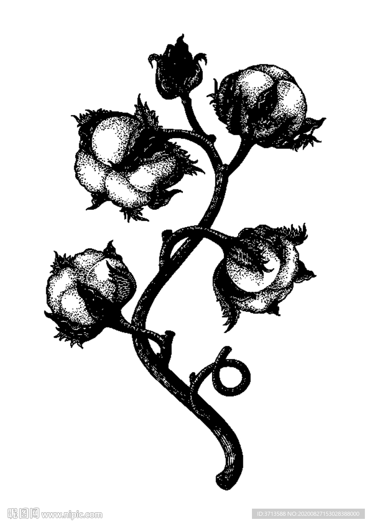 棉花素描线描白描线条手绘插画